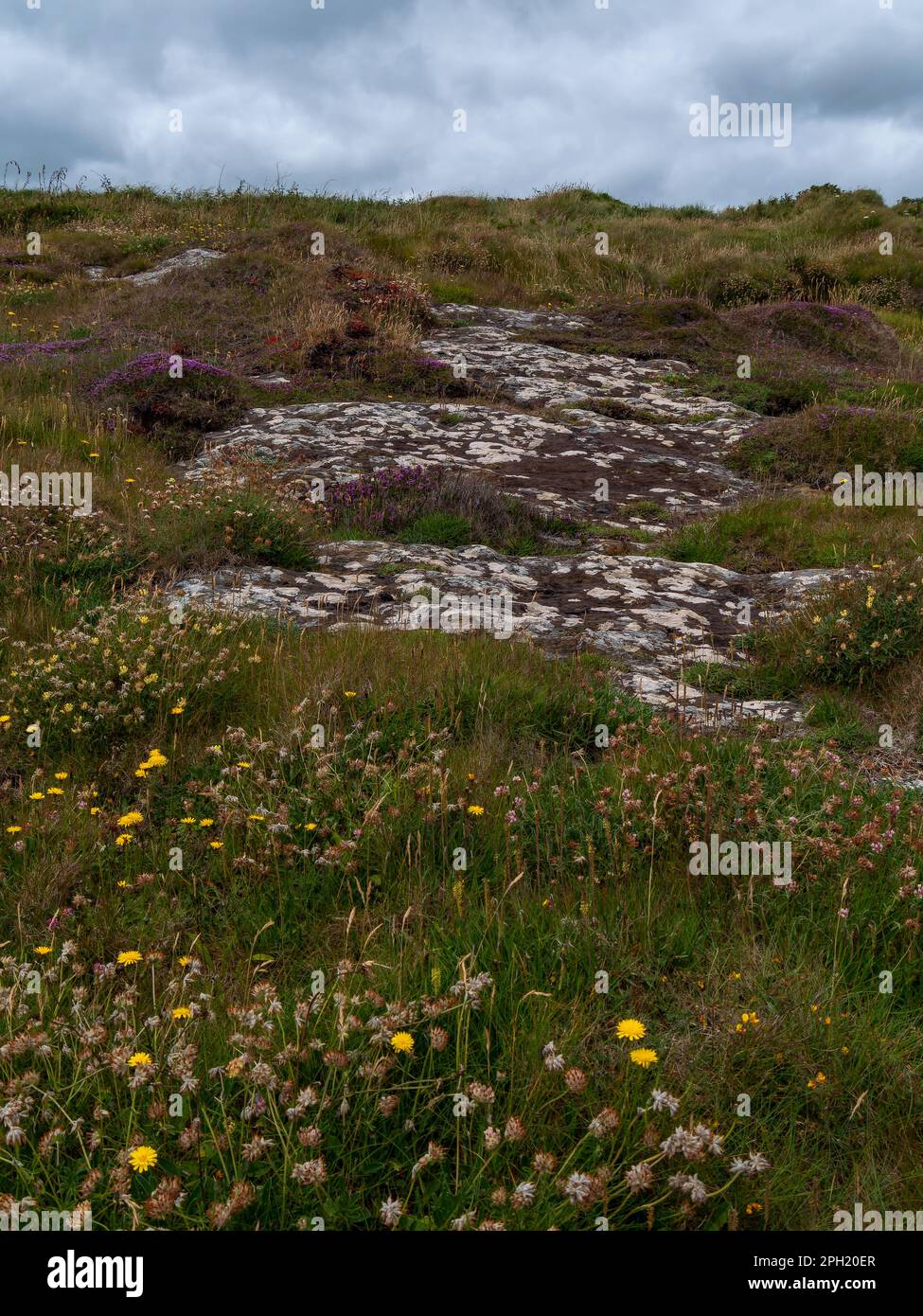 Fleurs colorées sur le sol irlandais, paysage pittoresque. Belles plantes communes en Irlande du Sud. Végétation d'Europe du Nord. Banque D'Images