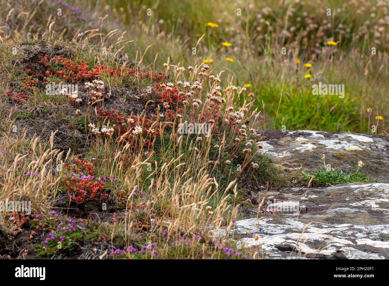 Une fleur sauvage commune dans le sud de l'Irlande. Belles plantes colorées. Paysage. Fleurs rouges et jaunes sur l'herbe Banque D'Images