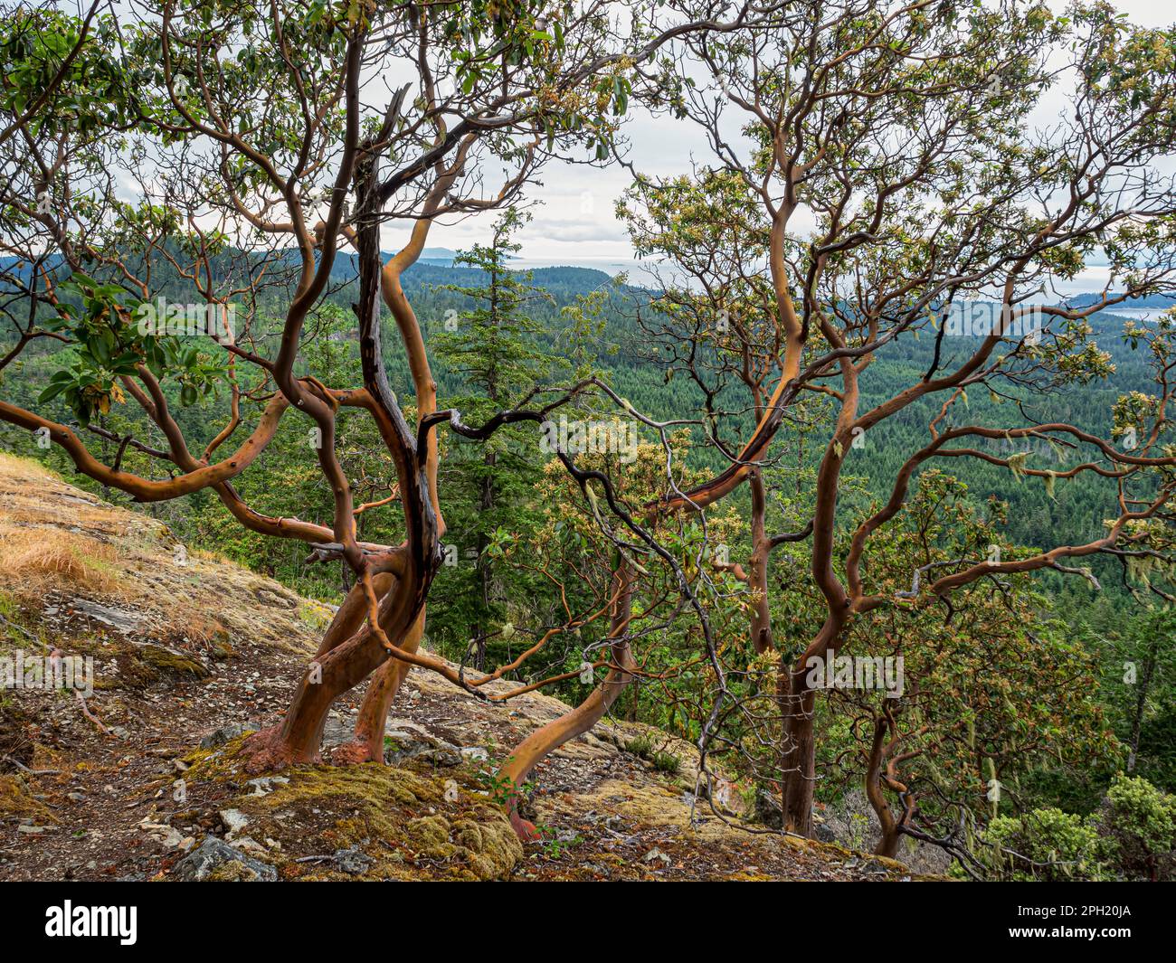 BC00670-00...COLOMBIE-BRITANNIQUE - arbres de madrone du Pacifique sur le bleu de Manzanita, surplombant le détroit de Georgia depuis le sentier de la Sunshine Coast. Banque D'Images
