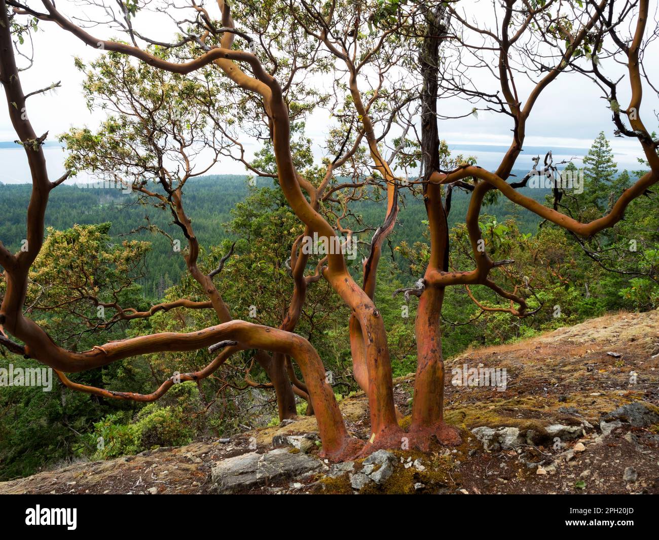 BC00671-00...COLOMBIE-BRITANNIQUE - arbres de madrone du Pacifique sur le bleu de Manzanita, surplombant le détroit de Georgia depuis le sentier de la Sunshine Coast. Banque D'Images
