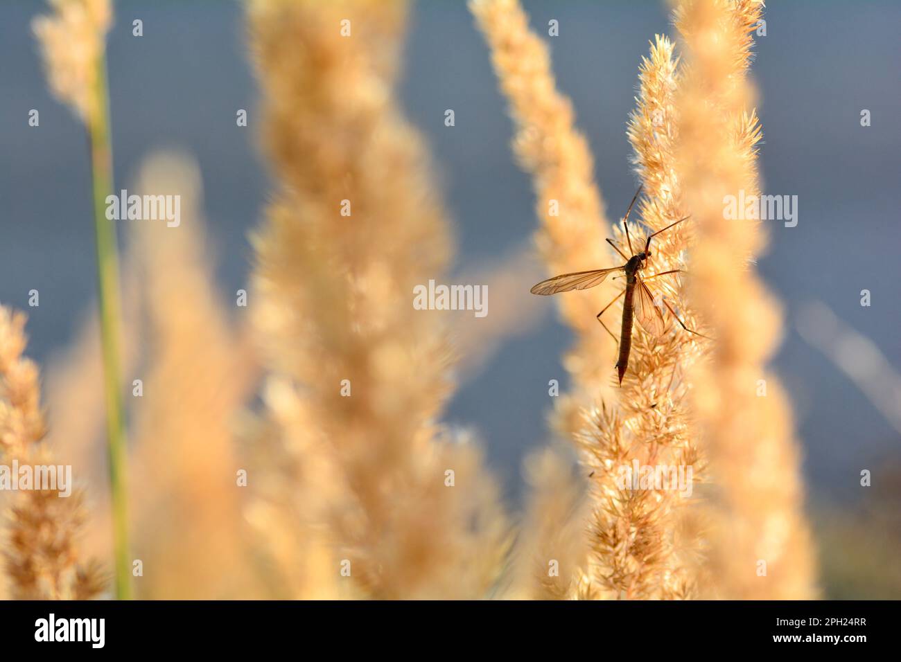 Grand crâne ( Tipulidae ) à la lumière du soleil sur une plante Banque D'Images