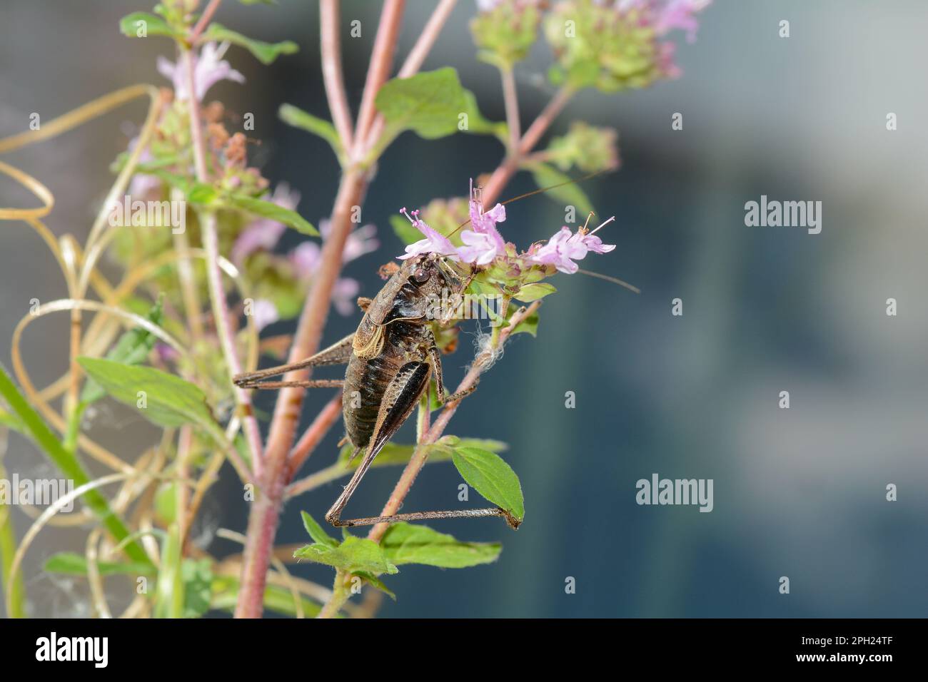Le cricket commun du Bush ( Pholidoptera griseoaptera ) sur une plante Banque D'Images