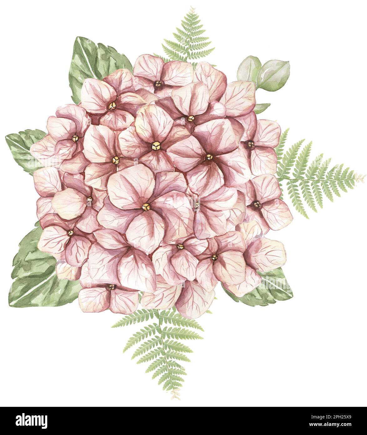 Fleurs d'hortensia rose aquarelle et bouquet de fougères. illustration des fleurs du jardin Banque D'Images