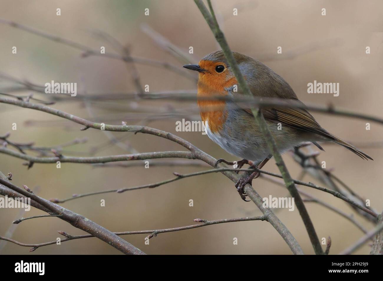 Erithacus rubecula aux abords Banque D'Images