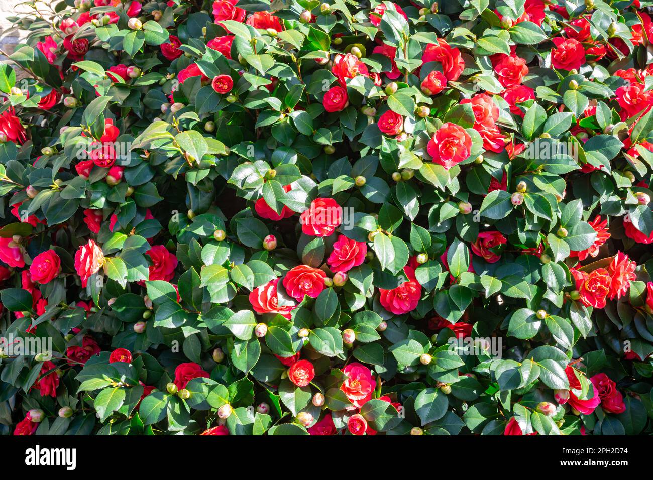 Fleurs doubles rouges de Camellia japonaise (Camellia japonica) Banque D'Images