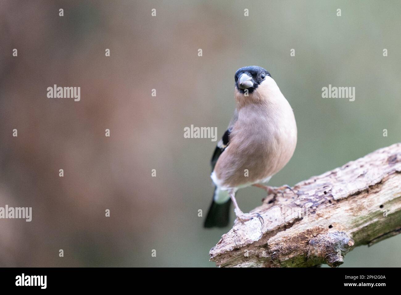 La femelle de la bullfinch eurasienne (pyrrhula pyrrhula) pose sur le bois. Yorkshire, Royaume-Uni. Mars 2023 Banque D'Images