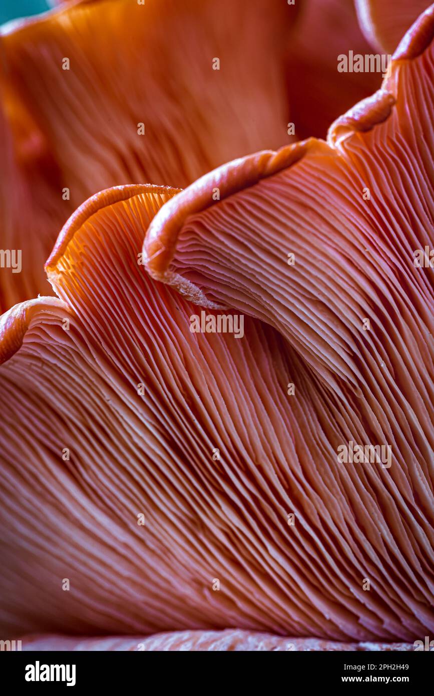 Champignon huître rose cru. Gros plan extrême. Banque D'Images