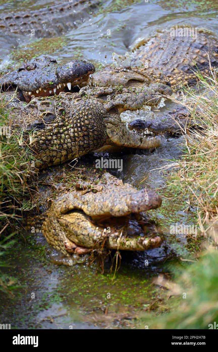 Crocodiles du Nil luttant contre des morceaux de viande les uns contre les autres, Zambie, Afrique Banque D'Images