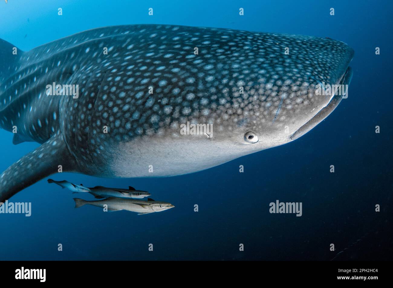 Requin baleine, Rhincodon typus, avec Sharksucker vivant, naucrates Echeneis, Cenderawasih Bay, Papouasie occidentale, Indonésie Banque D'Images