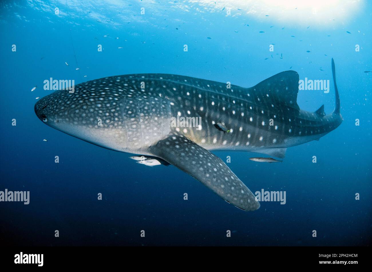 Requin baleine, Rhincodon typus, avec Sharksucker vivant, naucrates Echeneis, Cenderawasih Bay, Papouasie occidentale, Indonésie Banque D'Images