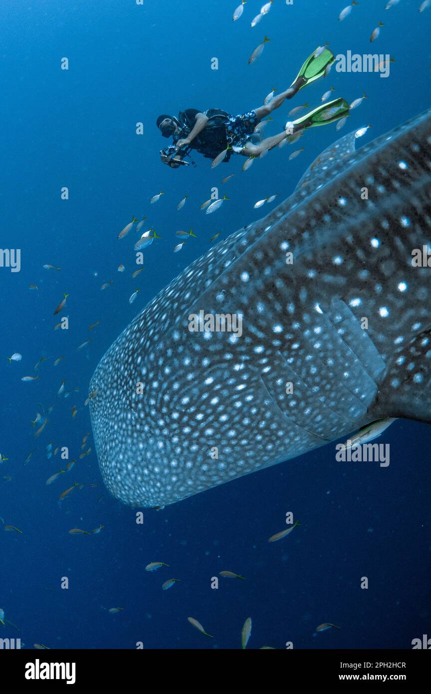 Requin baleine, Rhincodon typus, avec plongeur et sharksucker vivant, Echeneis nucats, Cenderawasih Bay, Papouasie occidentale, Indonésie Banque D'Images