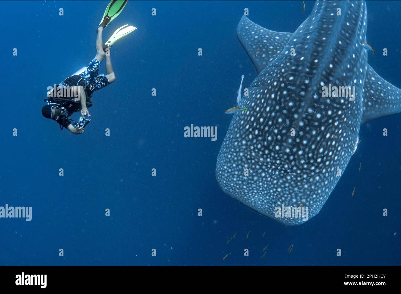 Requin baleine, Rhincodon typus, avec plongeur et sharksucker vivant, Echeneis nucats, Cenderawasih Bay, Papouasie occidentale, Indonésie Banque D'Images