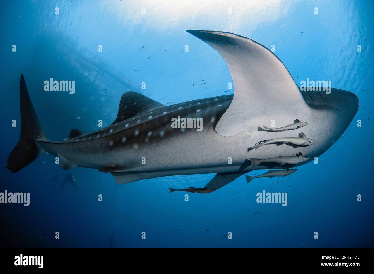 Requin baleine, Rhincodon typus, avec Sharksucker vivant, Naucrates Echeneis, près du radeau de pêche, bagan, baie Cenderawasih, Papouasie occidentale, Indonésie Banque D'Images