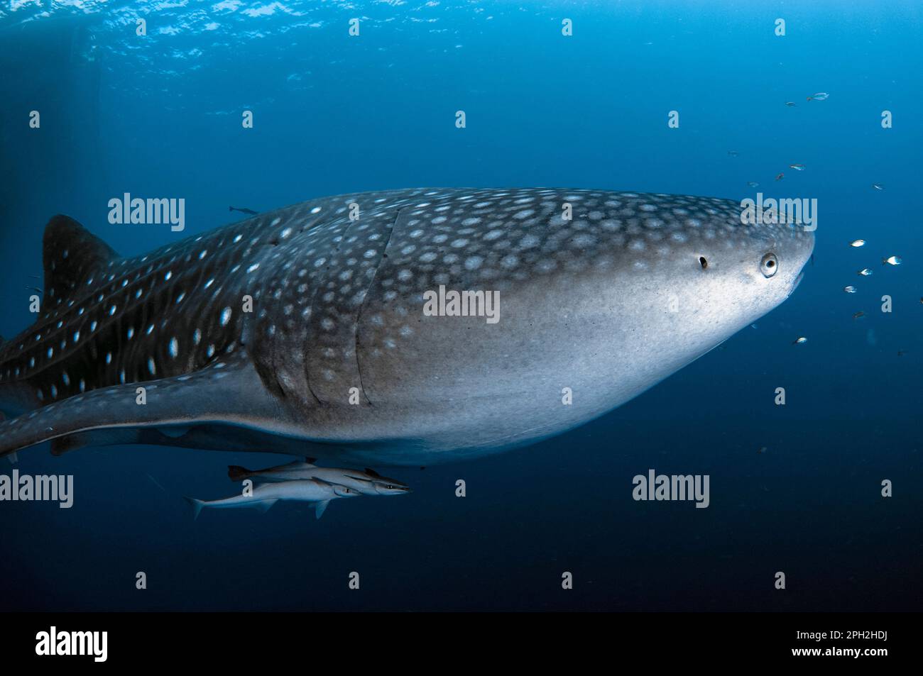 Requin baleine, Rhincodon typus, avec Sharksucker vivant, naucrates Echeneis, Cenderawasih Bay, Papouasie occidentale, Indonésie Banque D'Images