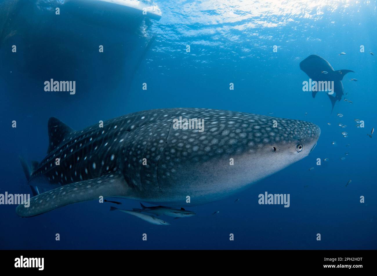 Paire de requins-baleines, Rhincodon typus, avec Sharksucker vivant, Echeneis naucrates, près du radeau de pêche, bagan, baie Cenderawasih, Papouasie occidentale, Indonésie Banque D'Images