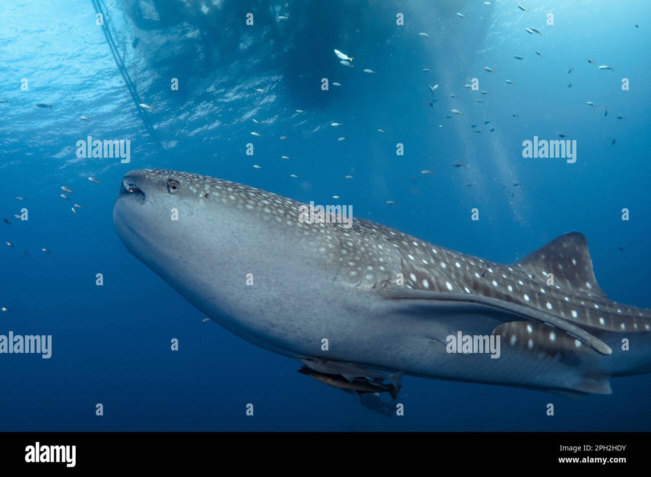 Requin baleine, Rhincodon typus, avec Sharksucker vivant, Naucrates Echeneis, près du radeau de pêche, bagan, baie Cenderawasih, Papouasie occidentale, Indonésie Banque D'Images