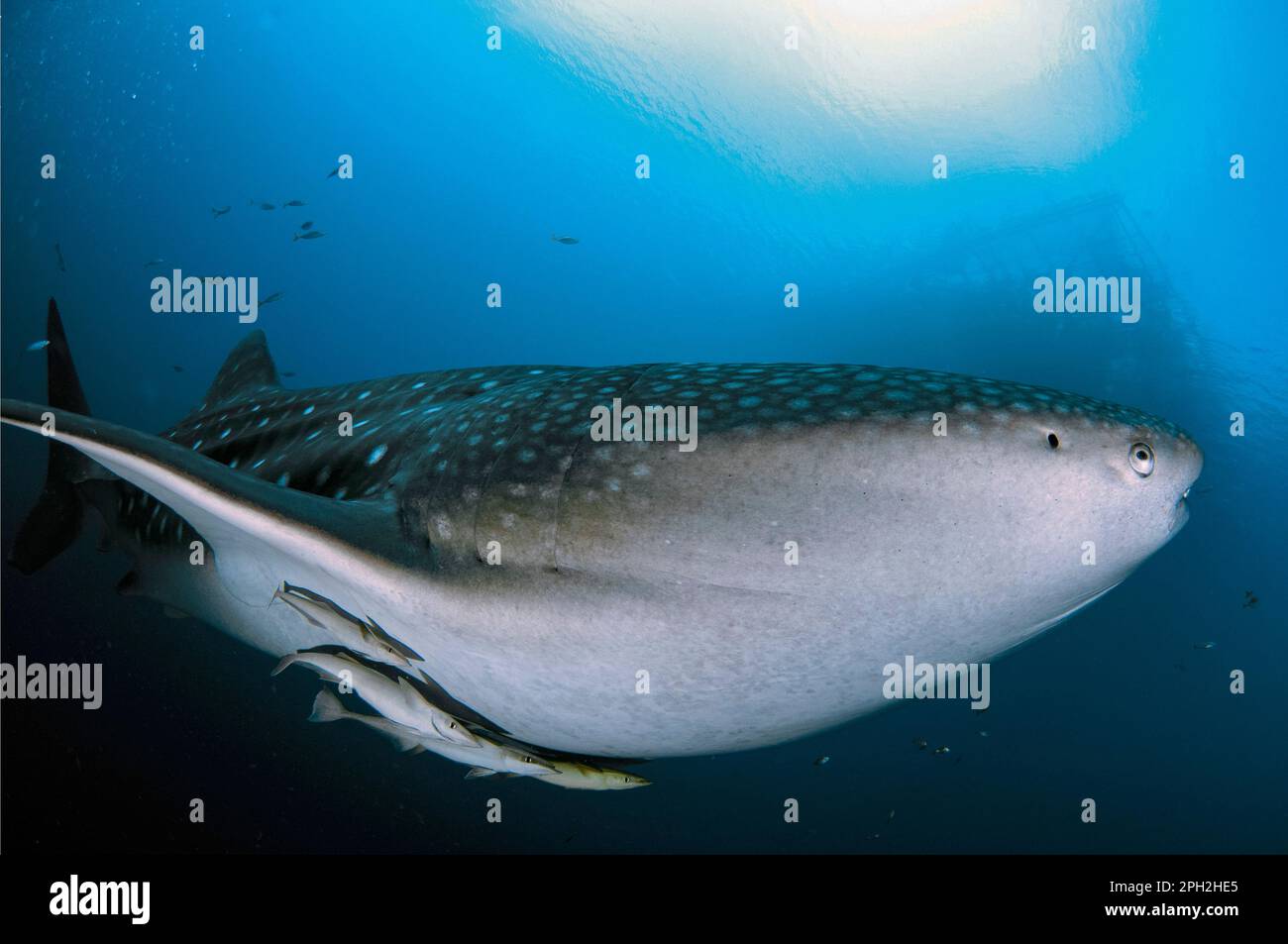 Requin baleine, Rhincodon typus, avec Sharksucker vivant, naucrates Echeneis, Cenderawasih Bay, Papouasie occidentale, Indonésie Banque D'Images