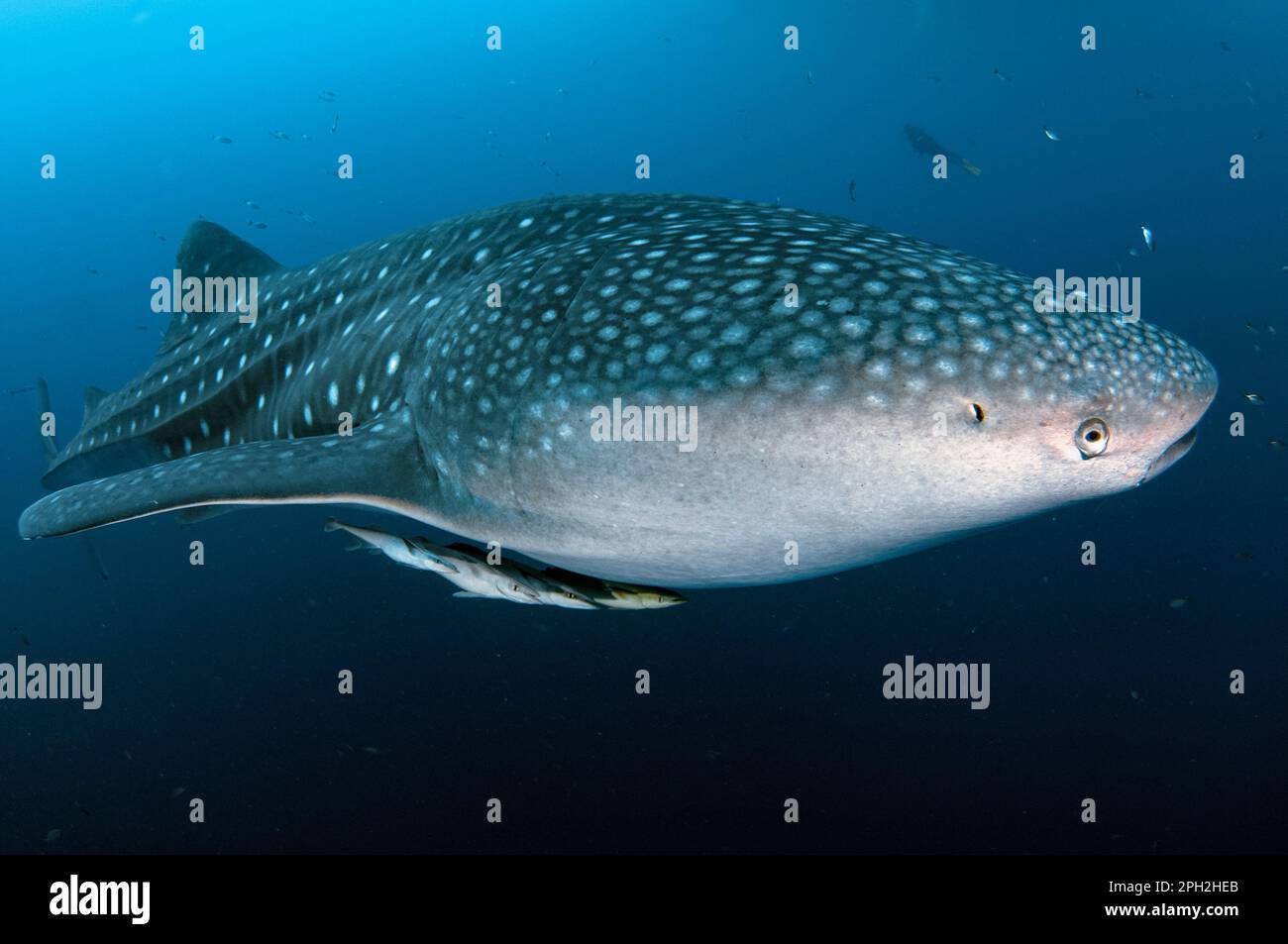 Requin baleine, Rhincodon typus, avec Sharksucker vivant, naucrates Echeneis, Cenderawasih Bay, Papouasie occidentale, Indonésie Banque D'Images