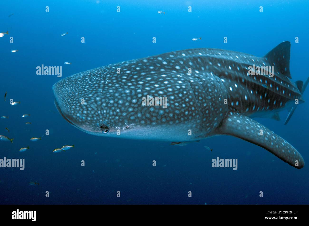 Requin baleine, Rhincodon typus, avec Sharksucker vivant, naucrates Echeneis, Cenderawasih Bay, Papouasie occidentale, Indonésie Banque D'Images