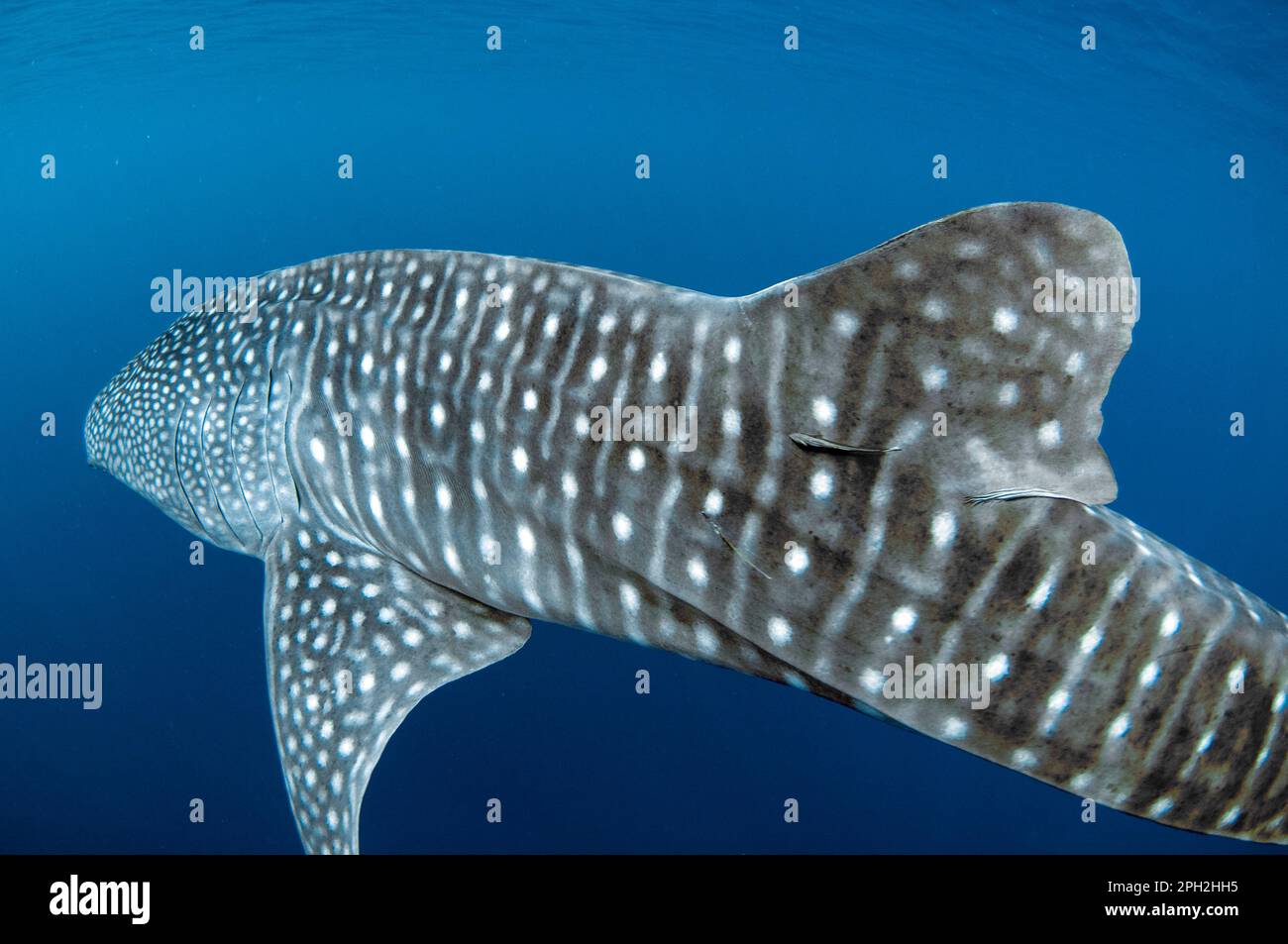 Requin baleine, Rhincodon typus, avec Sharksucker vivant, naucrates Echeneis, Cenderawasih Bay, Papouasie occidentale, Indonésie Banque D'Images