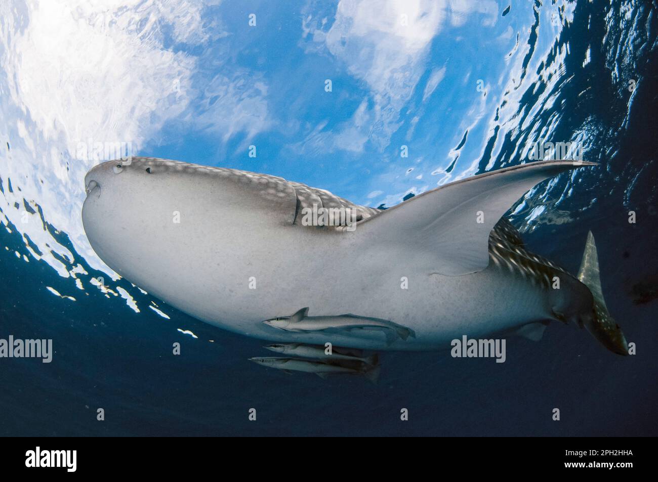 Requin baleine, Rhincodon typus, avec Sharksucker vivant, naucrates Echeneis, Cenderawasih Bay, Papouasie occidentale, Indonésie Banque D'Images