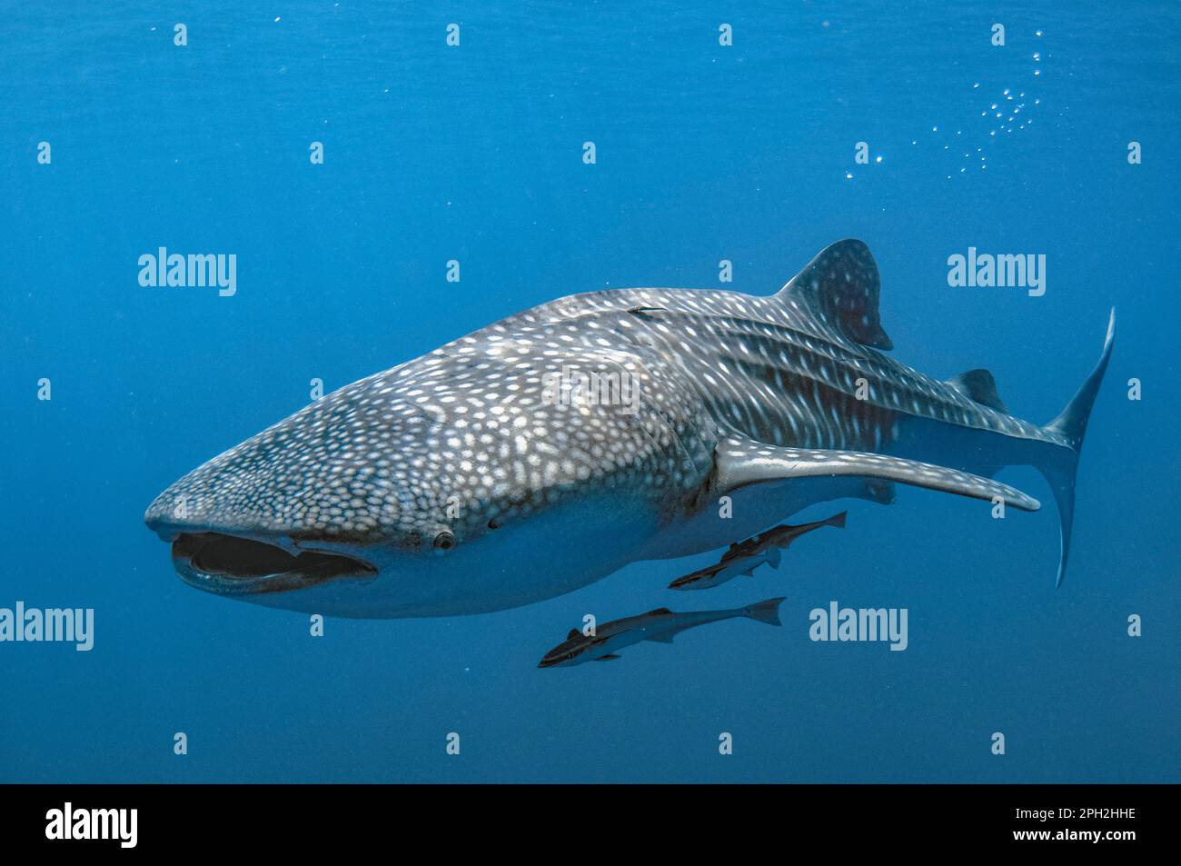 Requin baleine, Rhincodon typus, avec Sharksucker vivant, naucrates Echeneis, Cenderawasih Bay, Papouasie occidentale, Indonésie Banque D'Images