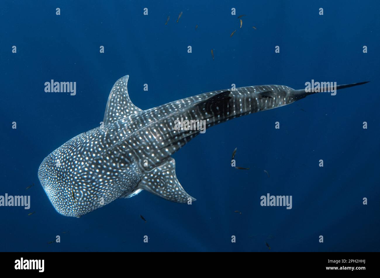 Requin baleine, Rhincodon typus, avec Sharksucker vivant, naucrates Echeneis, Cenderawasih Bay, Papouasie occidentale, Indonésie Banque D'Images