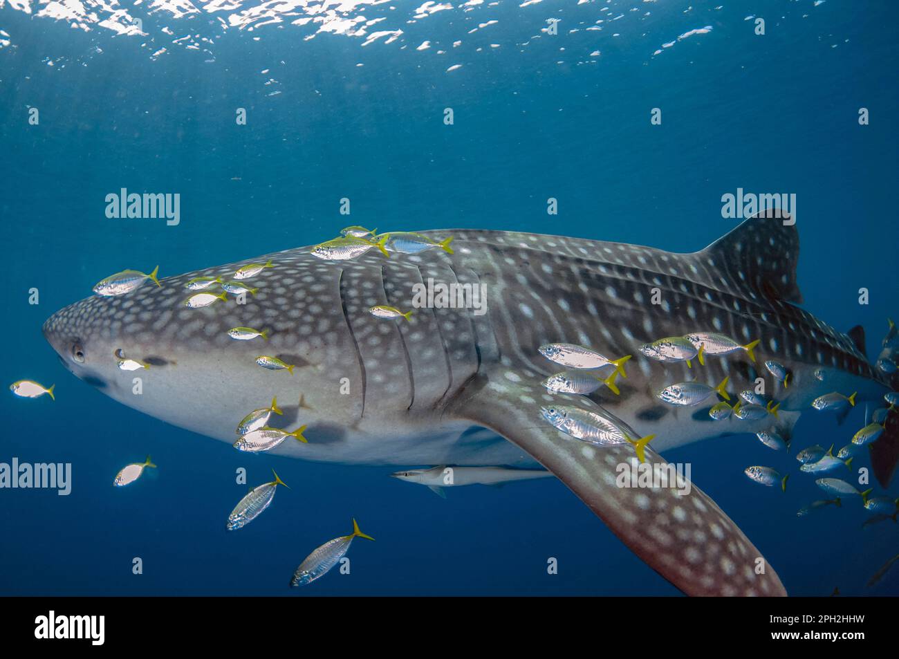Requin baleine, Rhincodon typus, avec petits poissons et Sharksucker vivant, Echeneis nucats, Cenderawasih Bay, Papouasie occidentale, Indonésie Banque D'Images