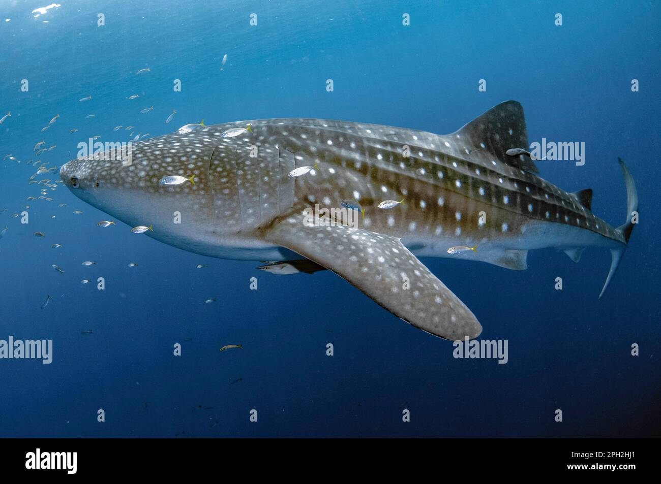 Requin baleine, Rhincodon typus, avec Sharksucker vivant, naucrates Echeneis, Cenderawasih Bay, Papouasie occidentale, Indonésie Banque D'Images