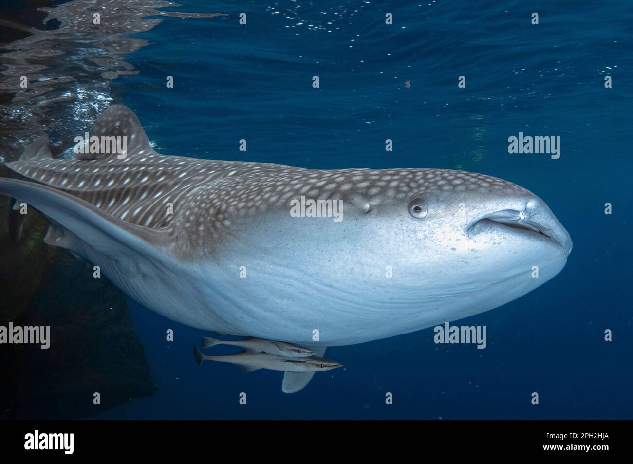 Requin baleine, Rhincodon typus, avec Sharksucker vivant, naucrates Echeneis, Cenderawasih Bay, Papouasie occidentale, Indonésie Banque D'Images