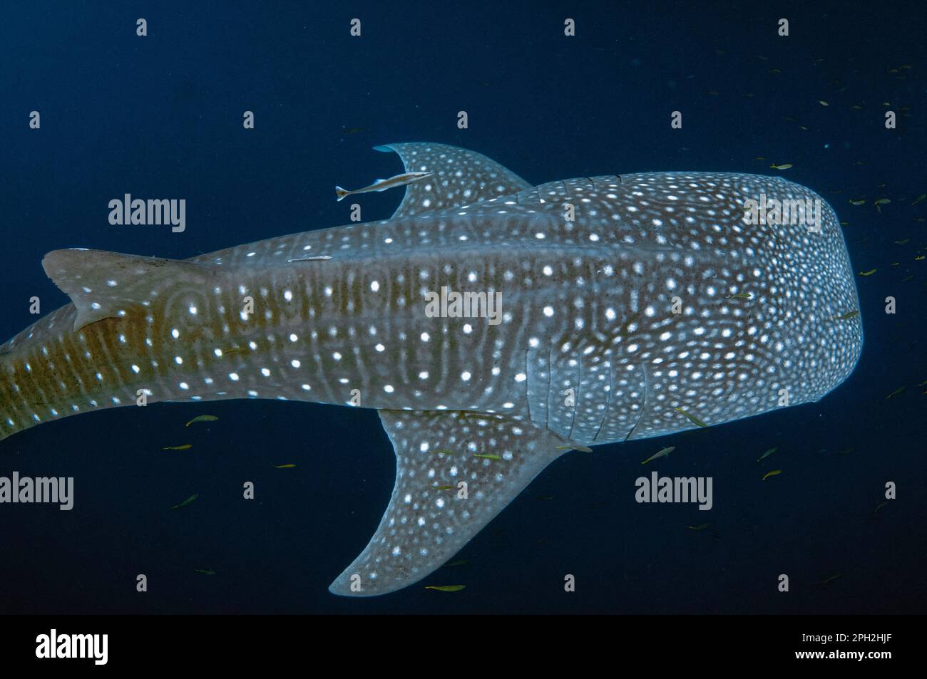 Requin baleine, Rhincodon typus, avec Sharksucker vivant, naucrates Echeneis, Cenderawasih Bay, Papouasie occidentale, Indonésie Banque D'Images