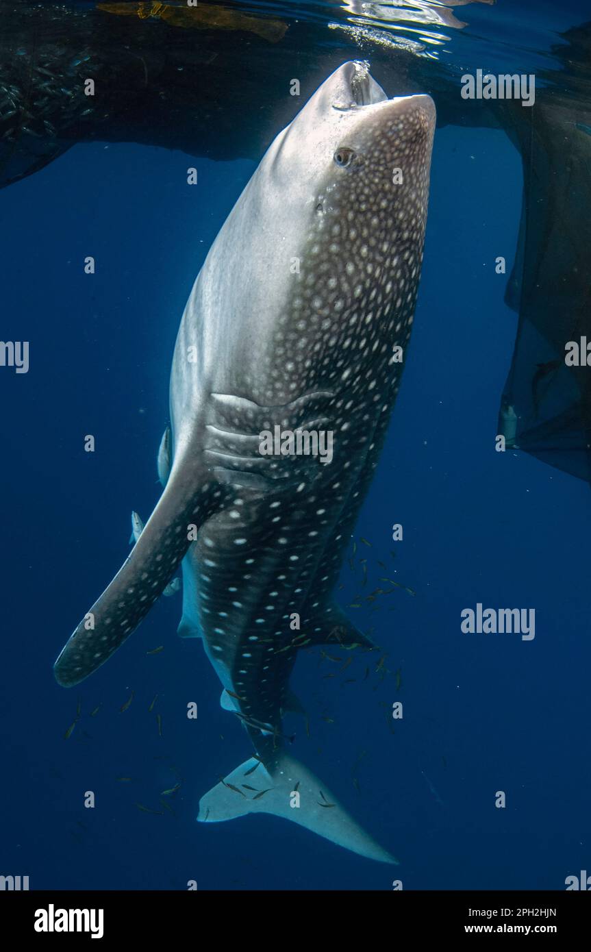 Requin baleine, Rhincodon typus, avec Sharksucker vivant, Echeneis nucrates, alimentation près du radeau de pêche, Bagan, Cenderawasih Bay, Papouasie occidentale, Indonésie Banque D'Images