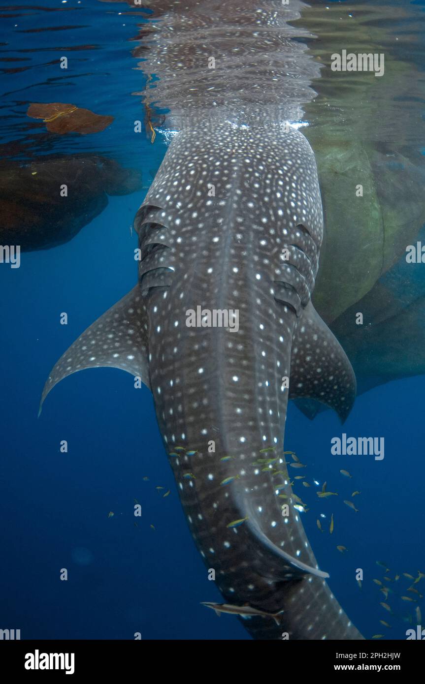 Requin baleine, Rhincodon typus, avec Sharksucker vivant, Echeneis nucrates, alimentation près du radeau de pêche, Bagan, Cenderawasih Bay, Papouasie occidentale, Indonésie Banque D'Images