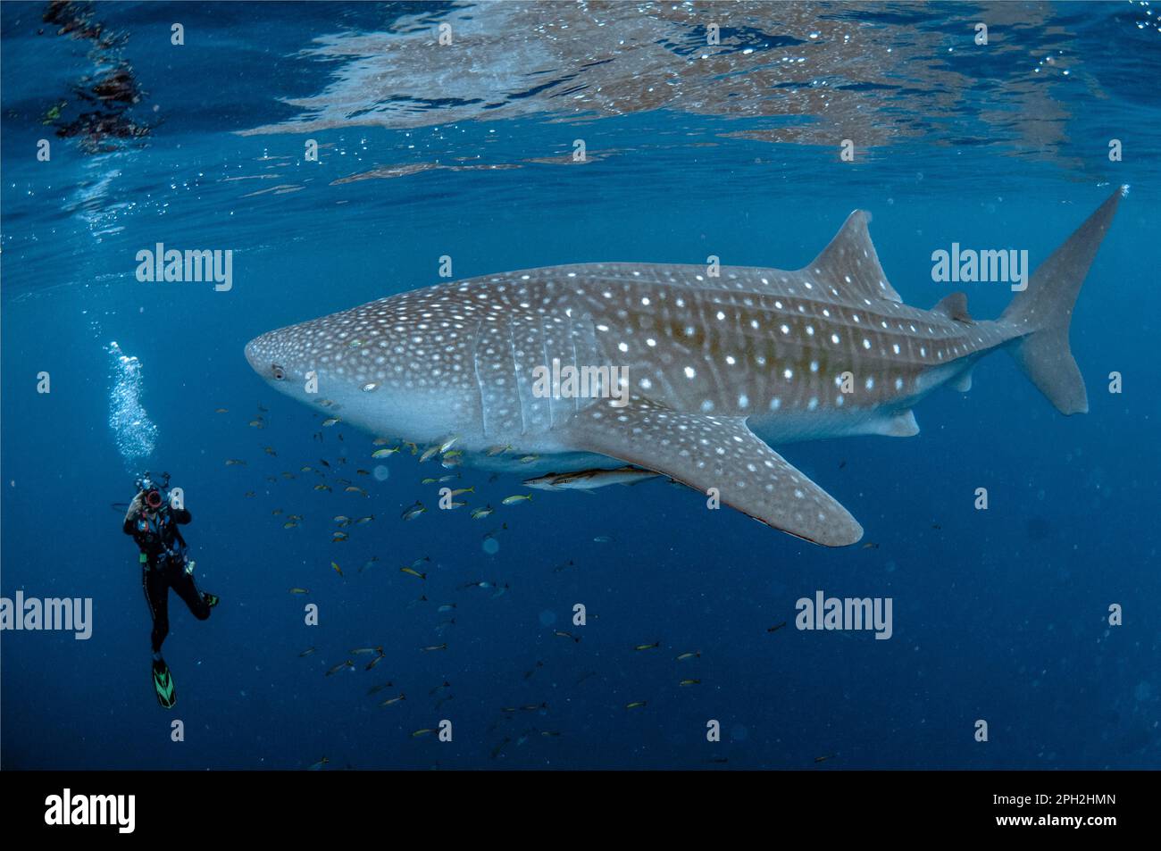 Requin baleine, Rhincodon typus, avec plongeur et sharksucker vivant, Echeneis nucats, Cenderawasih Bay, Papouasie occidentale, Indonésie Banque D'Images