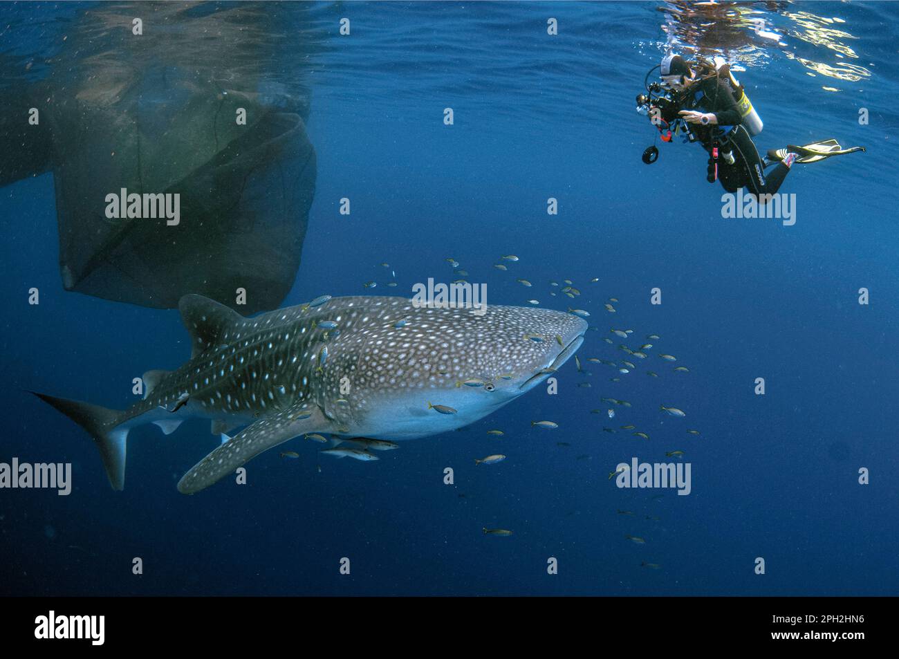 Requin-baleine, Rhincodon typus, avec Sharksucker vivant, Echeneis naucrates, avec de petits poissons et plongeur près du radeau de pêche, Bagan, Cenderawasih Bay, West Pa Banque D'Images