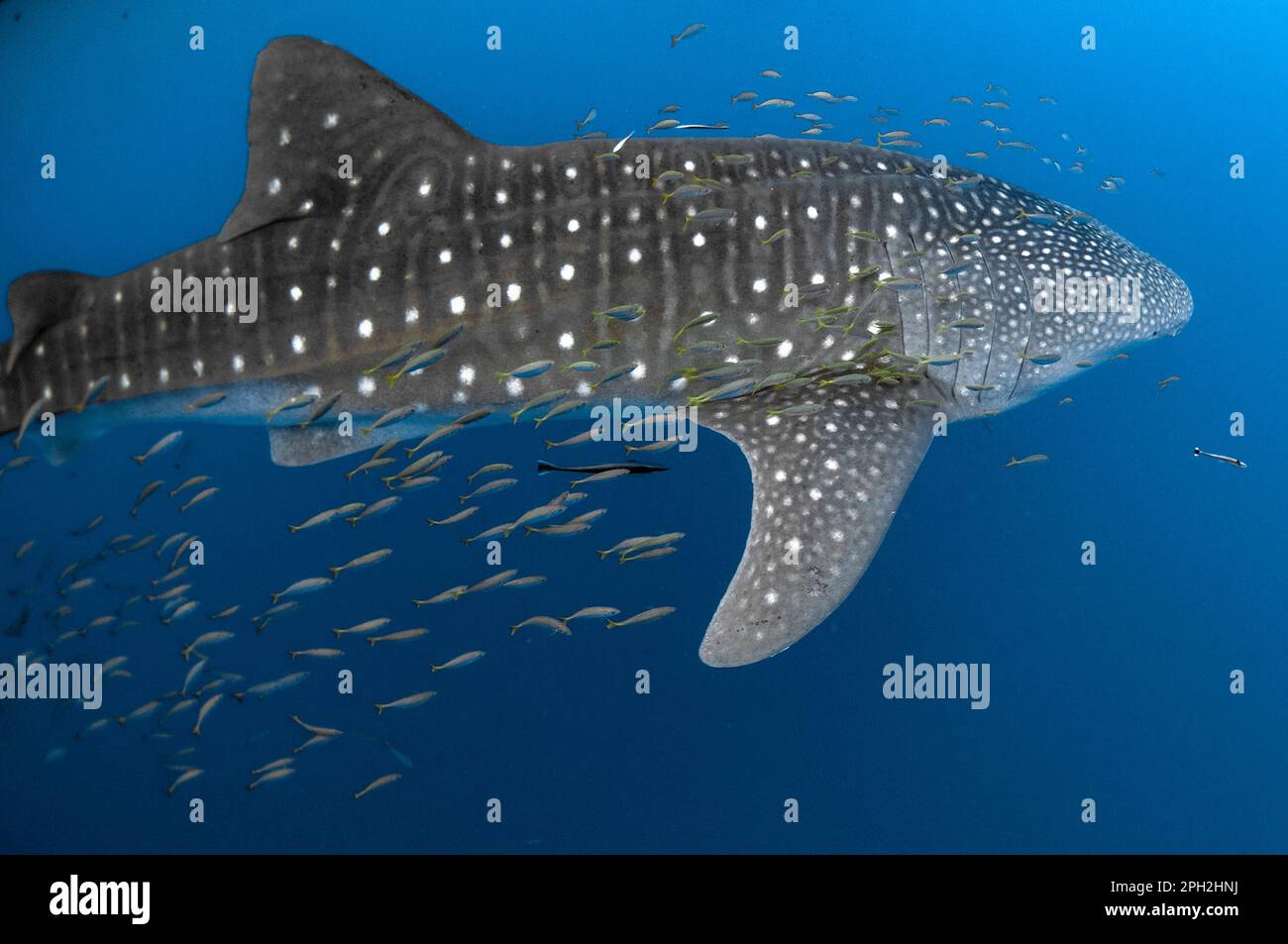 Requin baleine, Rhincodon typus, avec petits poissons et Sharksucker vivant, Echeneis nucats, Cenderawasih Bay, Papouasie occidentale, Indonésie Banque D'Images