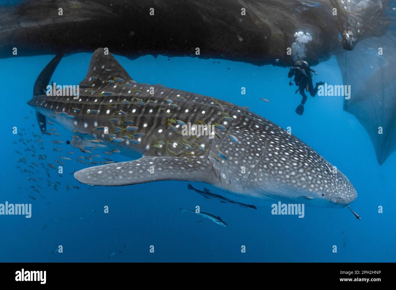 Requin-baleine, Rhincodon typus, avec Sharksucker vivant, Echeneis naucrates, avec plongeur (modèle relâché) près du radeau de pêche, Bagan, Cenderawasih Bay, Ouest Banque D'Images