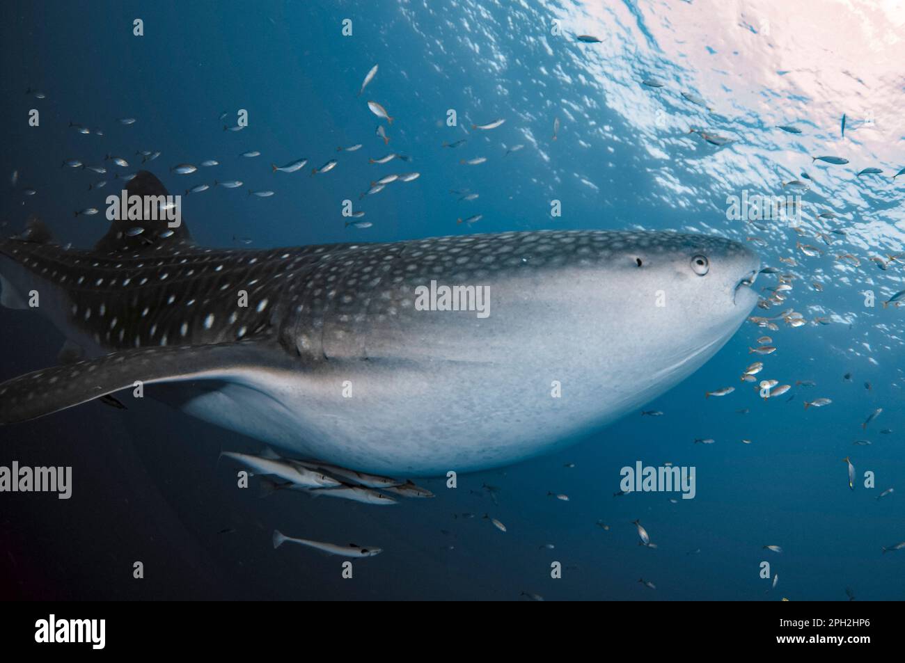 Requin baleine, Rhincodon typus, avec Sharksucker vivant, naucrates Echeneis, Cenderawasih Bay, Papouasie occidentale, Indonésie Banque D'Images