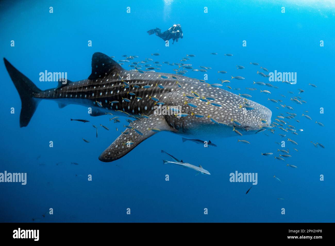 Requin-baleine, Rhincodon typus, avec Sharksucker vivant, Echeneis naucrates, avec plongeur près du radeau de pêche, Bagan, Cenderawasih Bay, Papouasie occidentale, Indonésie Banque D'Images