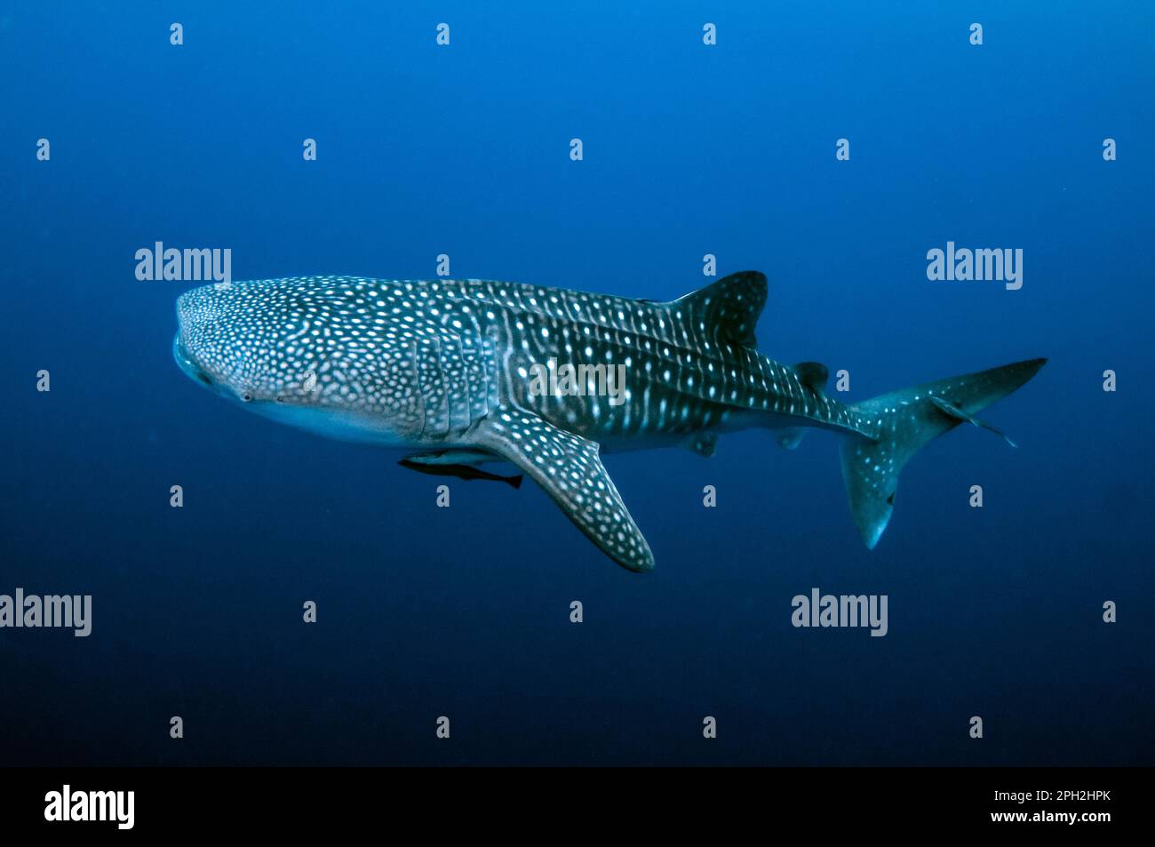 Requin baleine, Rhincodon typus, avec Sharksucker vivant, naucrates Echeneis, Cenderawasih Bay, Papouasie occidentale, Indonésie Banque D'Images