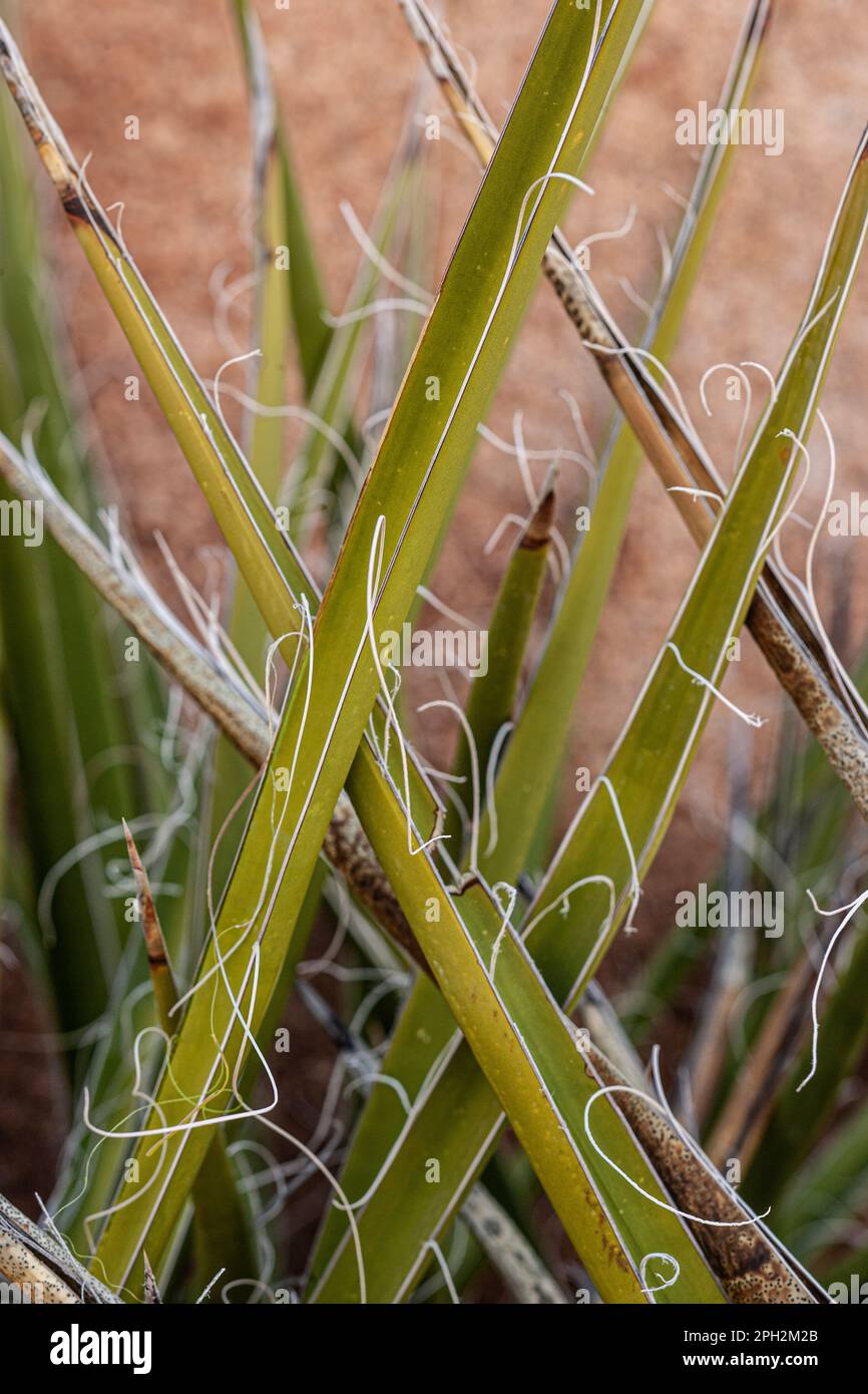 Plante de yucca à feuilles étroites en croissance dans le désert de Californie Banque D'Images