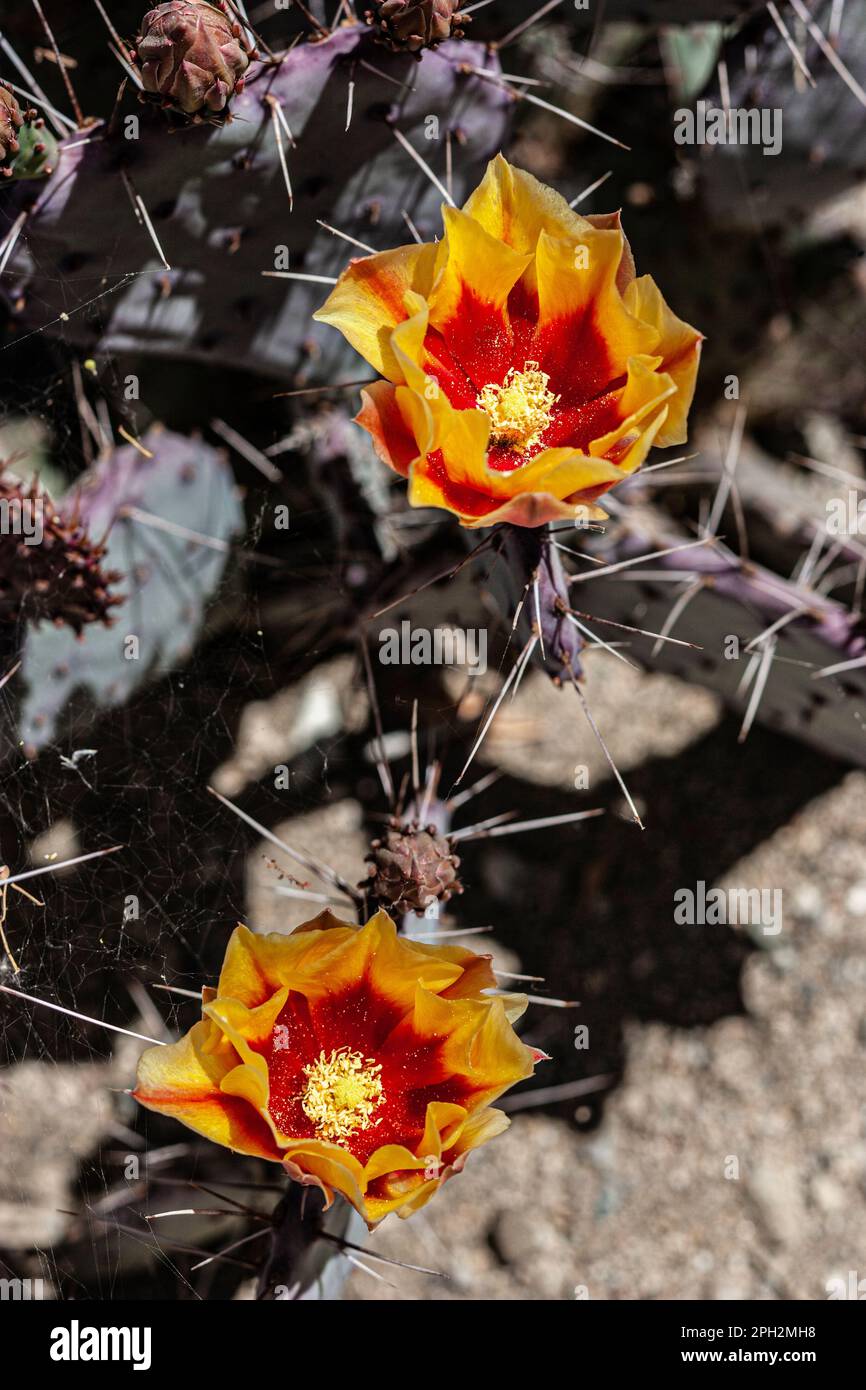 La fleur de cactus à poirier épineux et purpley à longue épi que l'on trouve dans le désert de Mojave, en Californie du Sud Banque D'Images