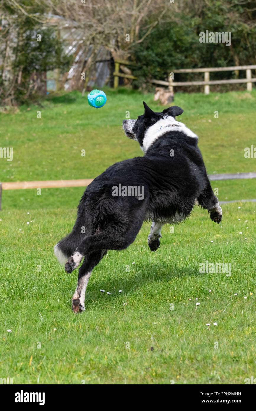 Bordure noire et blanche Collie saut pour une balle à l'extérieur dans un champ au soleil de printemps. Banque D'Images