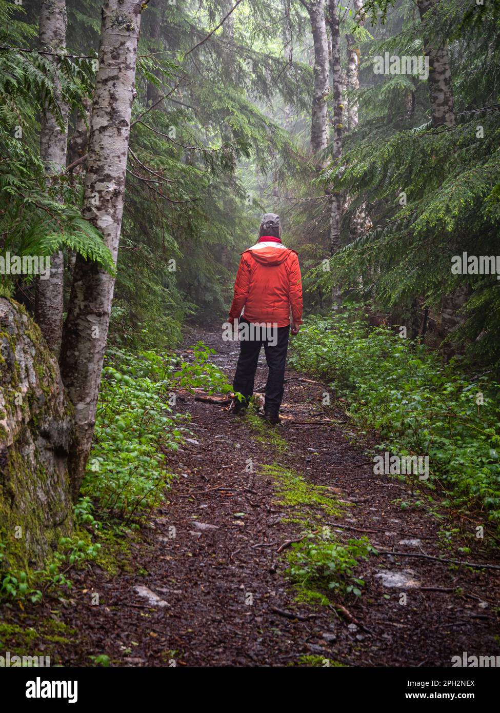 BC00722-00...COLOMBIE-BRITANNIQUE - randonnée sur l'ancienne route forestière près du lac Elk, de l'autre côté du lac depuis le sentier Sunshine Coast. Banque D'Images