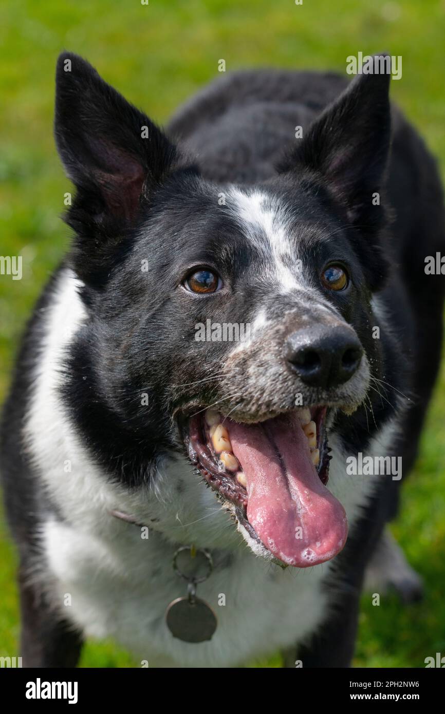 Le chien Collie noir et blanc se panse avec une expression enthousiaste sur son visage Banque D'Images