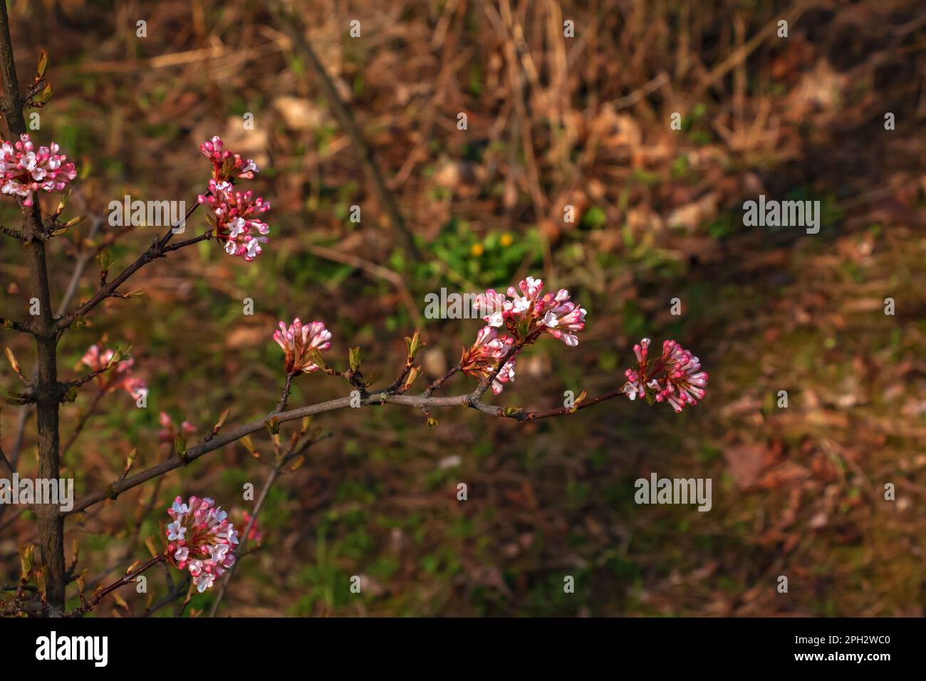 Groupe de fleurs blanches parfumées au viburnum et de bourgeons roses. Le viburnum farreri en gros plan fleurit dans un parc avec un arrière-plan flou. Banque D'Images