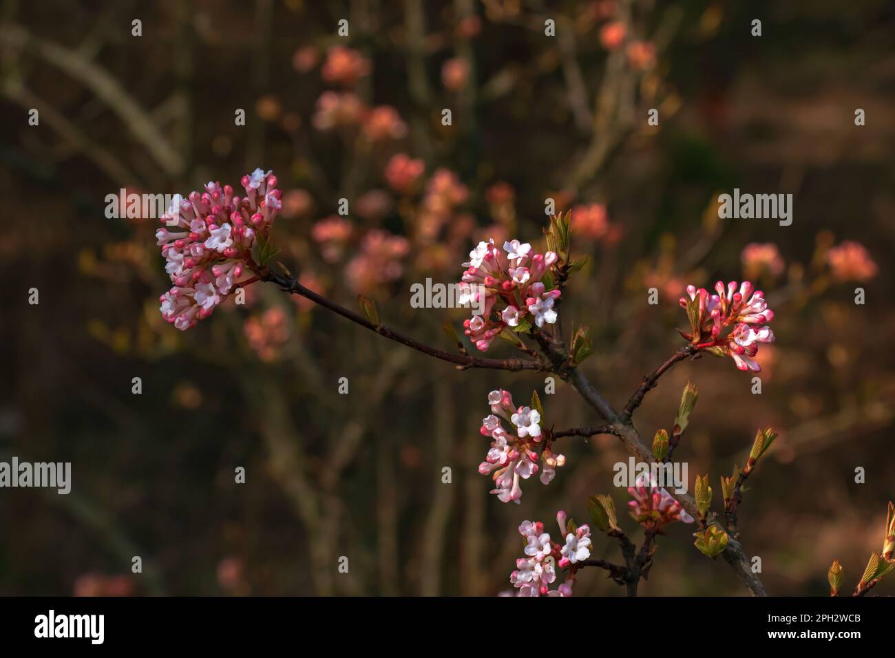 Groupe de fleurs blanches parfumées au viburnum et de bourgeons roses. Le viburnum farreri en gros plan fleurit dans un parc avec un arrière-plan flou. Banque D'Images