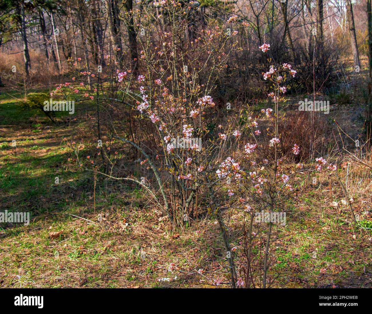 Groupe de fleurs blanches parfumées au viburnum et de bourgeons roses. Le viburnum farreri en gros plan fleurit dans un parc avec un arrière-plan flou. Banque D'Images