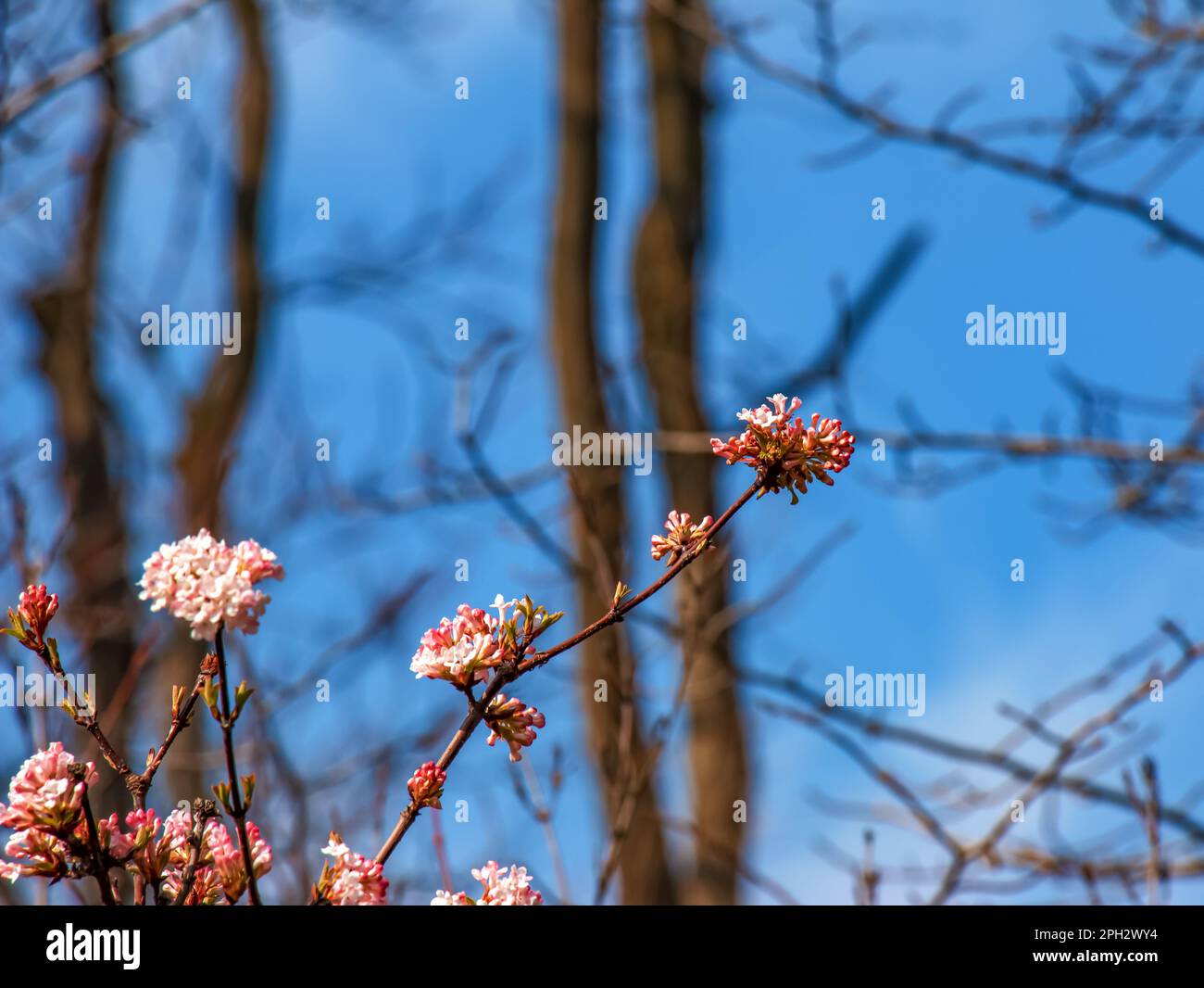 Groupe de fleurs blanches parfumées au viburnum et de bourgeons roses. Le viburnum farreri en gros plan fleurit dans un parc avec un arrière-plan flou. Banque D'Images