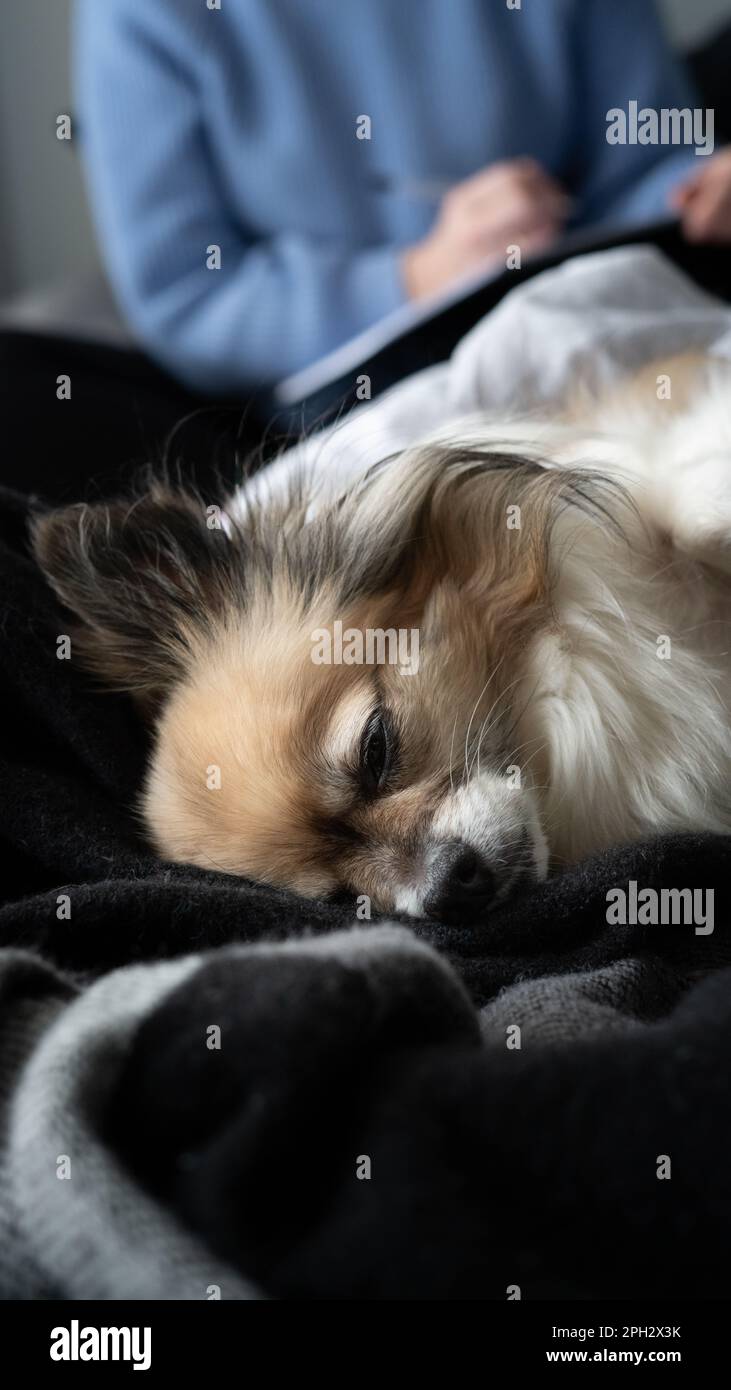 Petit chien tricolore chihuahua se nappant dans le lit, reposant sur le dos. Vue avant, gros plan. Banque D'Images